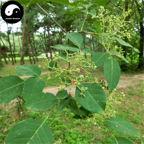 Buy Evodia Tree Semente 100pcs Plant Evodia Daniellii Tree Chou Tan For Wu Zhu Yu